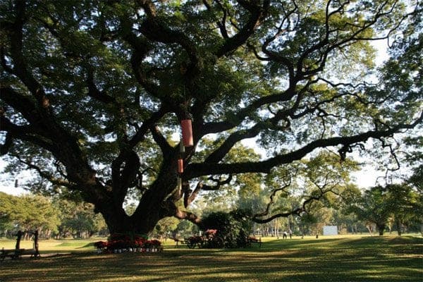 Chiang Mai Gymkhana Golf & Sports Club golf course near Chiang Mai